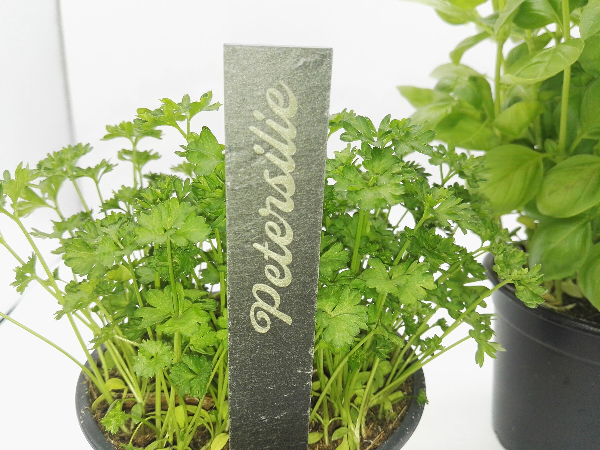Kräuterstecker, Gemüsestecker, Gartenbeet, Gemüsebeet, Kräutertopf, Frühling, Garten, mit Wunschkräutern, aus Schiefer, unverwüstlich